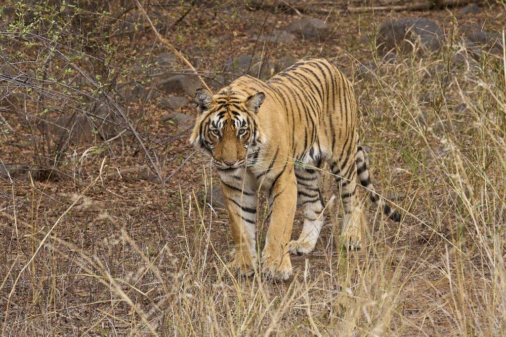 junger Tiger, Ranthambore NP, Rajasthan